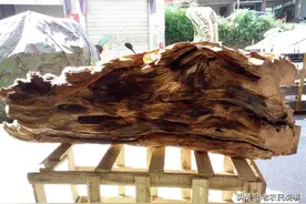 农村有人高价收购雷击木，雷击木真的可遇不可求吗？有什么价值？图片