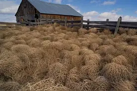 风滚草在美国泛滥成灾，在中国却只能沦为普通野草，为什么？图片