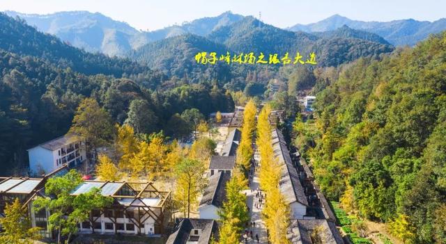 秋风吻尽银杏叶，艳遇醉美帽子峰