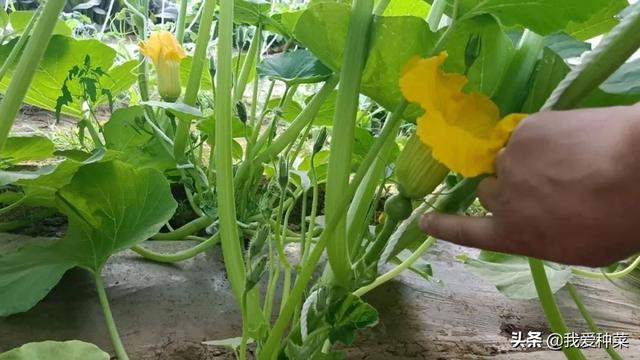 南瓜种植这样种才对,产量高味道好,比栗子还香甜