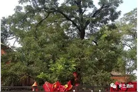 「发现泗州」泗县的古树与传说图片