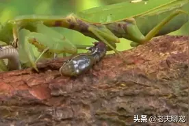 弱的能被螳螂捕食，强的能封致命毒蛇，同为游蛇科却是不同命图片