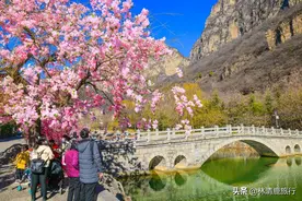 云台山3月免门票啦，长达28天，快抓住机会赏花踏青图片