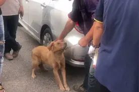 河南：金毛夹着尾巴求主人别卖它，可大哥谈笑间就把它送上狗肉车图片
