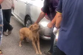 河南：金毛夹着尾巴求主人别卖它，可大哥谈笑间就把它送上狗肉车图片