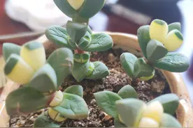 鹿角海棠会变色，绿色变黄色，这就是“变异”，品相更值钱图片