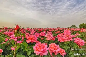 天津城区偶遇大片“月季花海”｜教你3招，手机拍出唯美花海图片