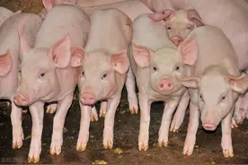 葡萄糖在养猪中的功能及用法图片