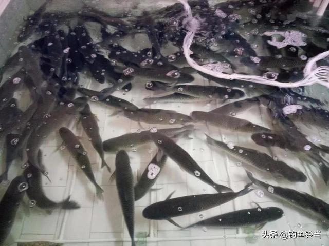 钓友钓到一条煮不烂咬不动的变种草鱼？那是脆肉鲩！比普通草鱼贵