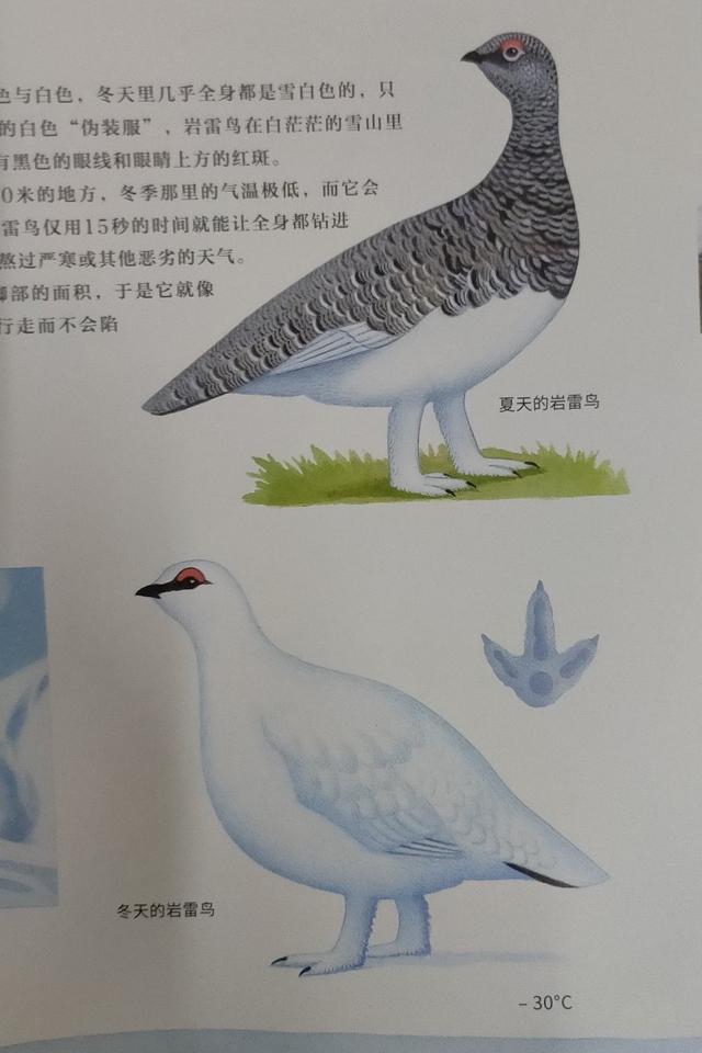 冬天来了,动物们都有哪些越冬"小妙招"