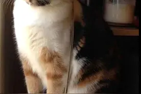 地下室钻出一只“灰蓝色”的猫，铲屎官仔细辨认后，哭笑不得图片