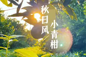 解密！网红爆款新会小青柑竟是这样制作而成图片
