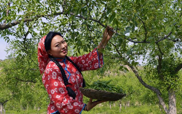 山西临县阳府井枣芽红茶简介