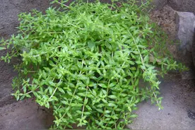 王药师说本草-治疗肝炎的多肉-垂盆草图片