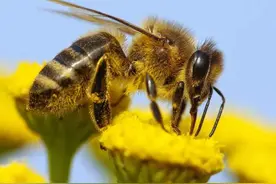 10个内行才知道的蜜蜂冷知识（一）图片