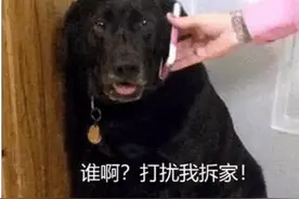 狗子在家无法无天，女主无奈只好打电话给丈夫，狗子秒变怂货图片