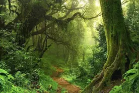 迫降受困亚马逊森林36天 机师靠鸟蛋、野果奇迹获救图片