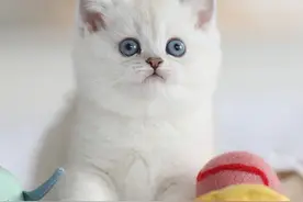 发现一只可爱猫咪，你会喜欢吗?图片