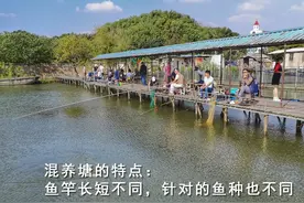 如何钓好混养塘？从鱼种取舍展开，归于钓法、饵料的变化图片