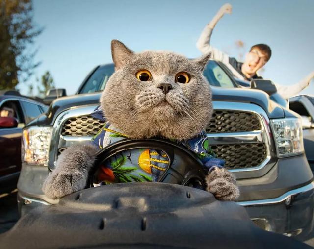 英国短毛猫丨蓝猫