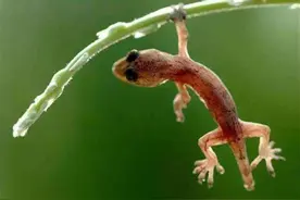 壁虎尾巴能再生，螃蟹断肢能再生，人类为啥不行？科学家：知足吧图片