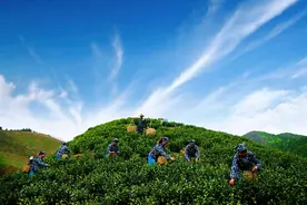 衢州金扬进入采茶旺季 茶农抓紧采摘明前茶图片