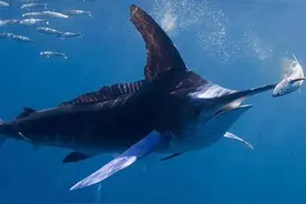 海中鲜——剑鱼（如何区分剑鱼与旗鱼，美食做法，食用禁忌）图片