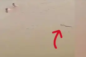 湖南两男子在河中游泳被毒蛇追赶，定睛一看是舟山眼镜蛇图片