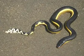 “海洋骆驼”：这种海蛇脱水数月，依旧能活下来图片