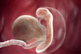 怀孕5-8周，从“小海马”到胎儿变化大，4点特别注意孕妈牢记图片