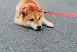 @徐州养犬人：每年必须进行一次强制性免疫！图片
