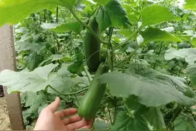 种植瓜果蔬菜，化瓜多，产量低？做好2点，轻松解决难题图片