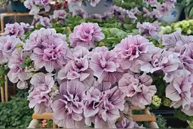 阳台养一种花，四季都有花看，长得像牡丹，清新秀美，养护也不难图片