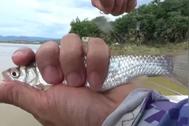 红眼鱼怎么钓？用“这些”鱼饵，只要水域里有红眼鱼就能钓到图片