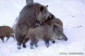 为什么说母野猪发起怒来很可怕？图片