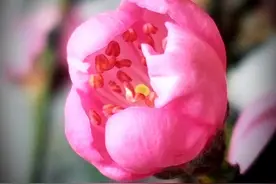阳春三月桃花红，桃花含笑醉春风图片