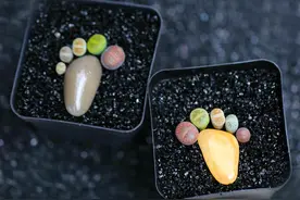 生石花多彩组盆秀，你喜欢哪一组图片