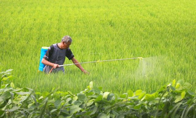 含氨基酸水溶肥的功效与作用 农民如何使用 农业专家给你讲解