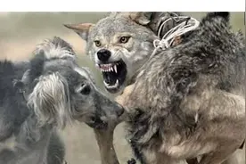 让人瑟瑟发抖的野狼遇上猛犬时，会是怎么的下场图片