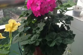 生活中，爱养花的男人都是什么样的人？图片