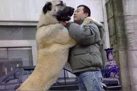 20岁摆地摊“驯服猛兽”5年后变富豪，学霸辍学只为它？长啥样子图片