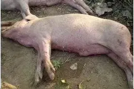 猪价下滑，多地很多猪场发生高热混感，难道又是小非在搞鬼图片
