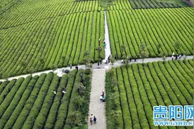 万亩连片湄潭永兴茶海 绿波荡漾游人欢图片