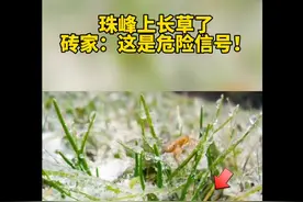 珠穆朗玛峰上长草！专家：这是危险信号，在未来有可能会导致缺水图片