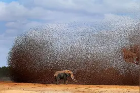群殴大象，引发灾荒，非洲“麻雀”泛滥成灾，15亿只真的吃不完图片
