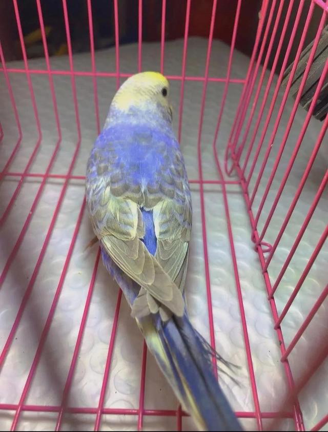 黄绿鱼鳞鹦鹉