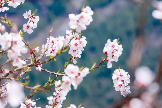 龙雏破解版鲜花锁（26个春天的成语）
