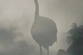 22张图片，测试你到底有没有巨物恐惧症，胆小勿入图片