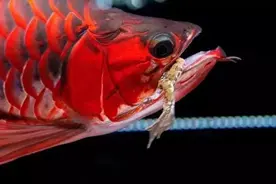 红龙鱼喂食正确方法图片