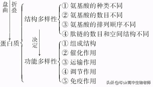 高中生物 重点知识梳理 蛋白质结构和功能